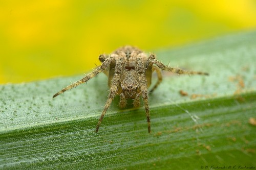 Araneidae