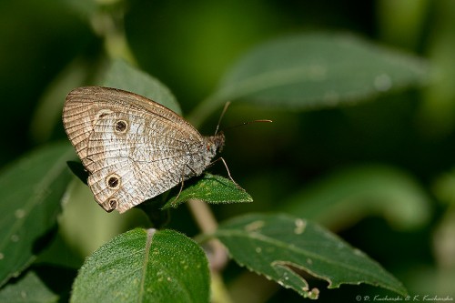 NN Lepidoptera