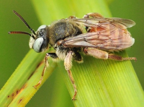 nr 20, Epeoloides coecutiens?