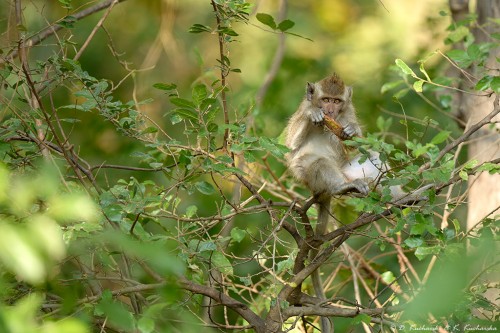 Makak jawajski (Macaca fascicularis)