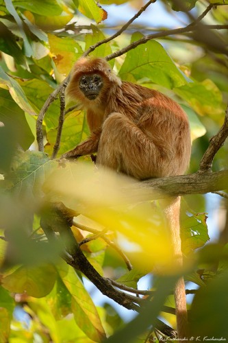 Lutung jawajski (Trachypithecus auratus) - samiec