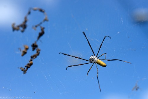 Nephila sp.