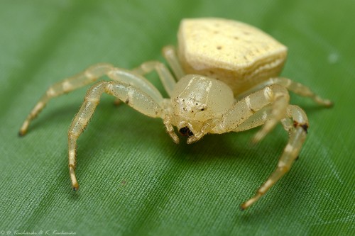 Thomisidae