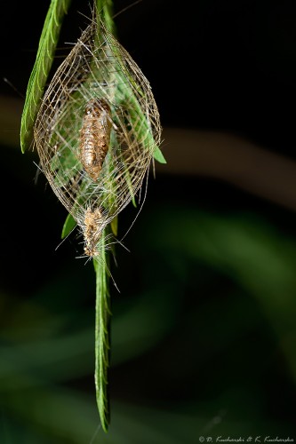 Poczwarka jakiegoś Lepidoptera