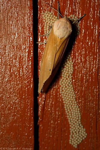 NN Lepidoptera. Ta samica postanowiła złożyć jaja na naszej okiennicy.