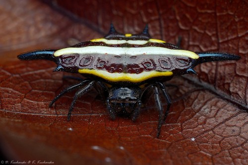 Gasteracantha sp.