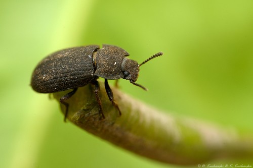 Tenebrionidae