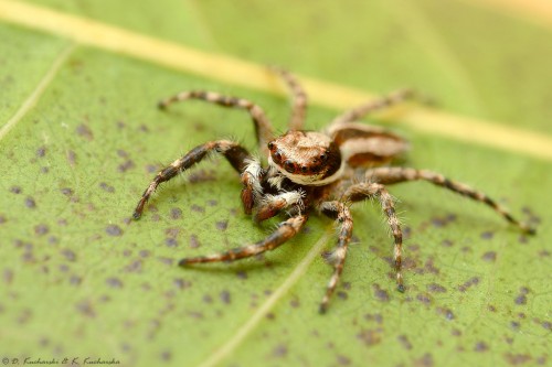 NN Salticidae