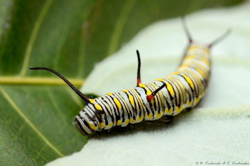 Danaus sp. (?)