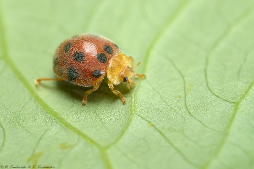 Epilachna sp. (?)