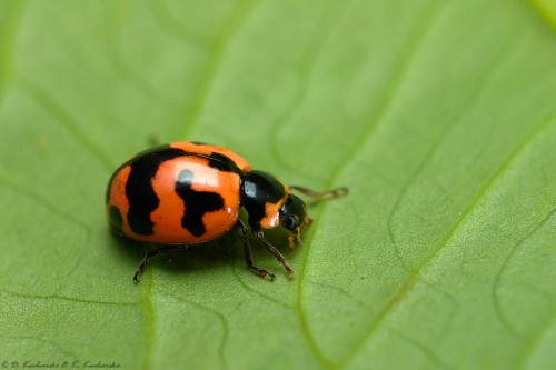 Cheilomenes sp. (?)