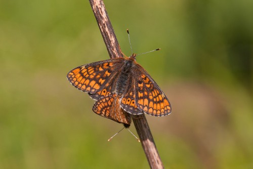 Euphydryas aurinia.jpg