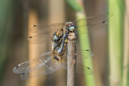 Zalotka większa (Leucorrhinia pectoralis) - tandem w trakcie kopulacji