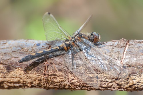 Zalotka czerwonawa - samica