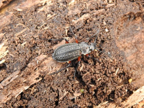 3) Carabus granulatus?