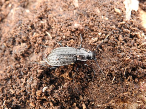 4) Carabus granulatus?