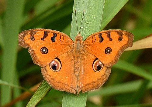 Junonia almana.JPG