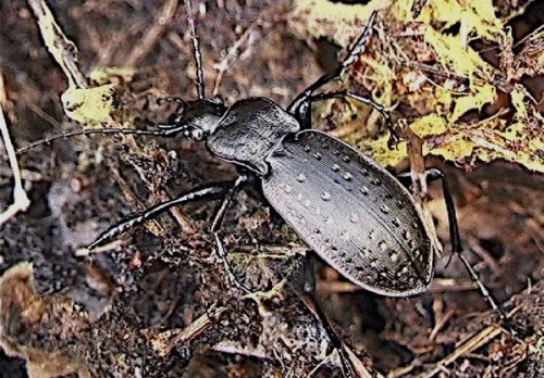 MarekWKozlowski_Carabus_sylvestris_2_6_7.jpg