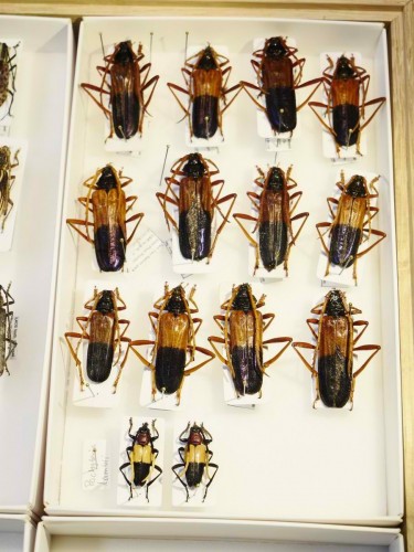 cerambycidae_coll_jk_13.jpg