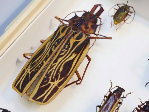 cerambycidae_coll_jk_41.jpg