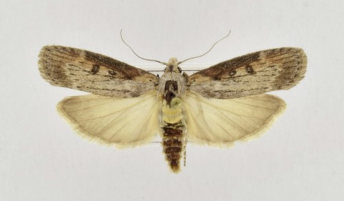 Lamoria anella ([DENIS &amp; SCHIFFERMÜLLER], 1775)