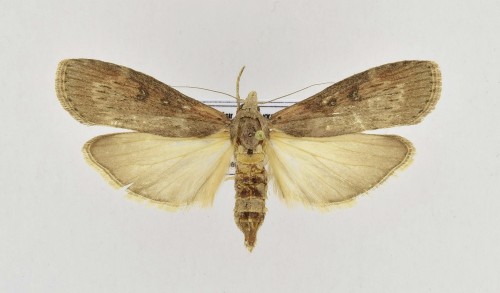 Lamoria anella ([DENIS & SCHIFFERMÜLLER], 1775).jpg