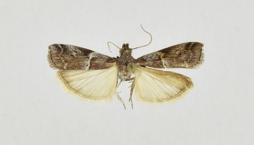 Alophia combustella (HERRICH-SCHÄFFER, [1855])-1.JPG