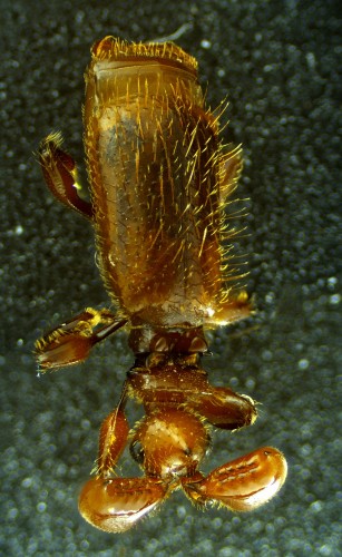 Carabidae: Paussinae (?)