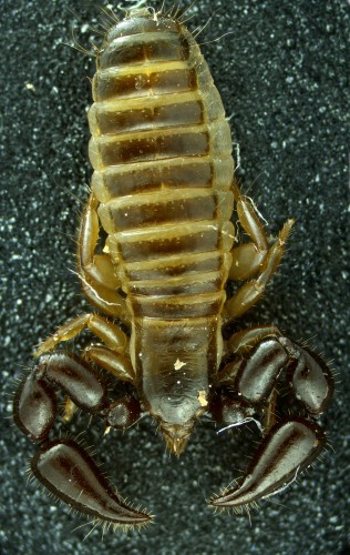 Pseudoscorpiones