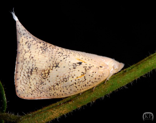 Lawana conspersa.JPG