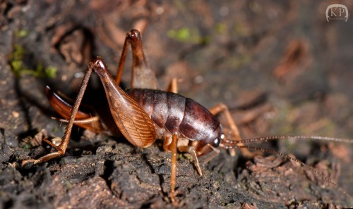 Rhaphidophoridae.JPG