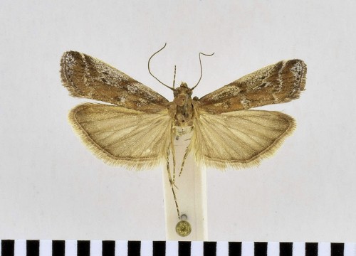 Delplanqueia dilutella ([DENIS & SCHIFFERMÜLLER], 1775).JPG