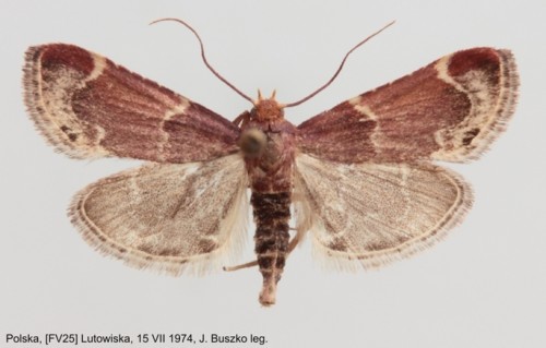 Pyralis lienigialis.jpg