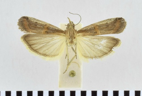 Psorosa dahliella (TREITSCHKE, 1832) (.jpg