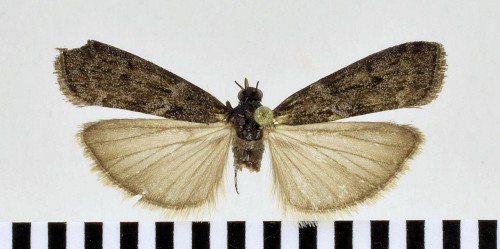 Matilella fusca (HAWORTH, [1811])-1.JPG