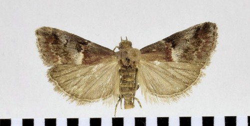 Acrobasis marmorea (HAWORTH, [1811]) (1)-1.JPG