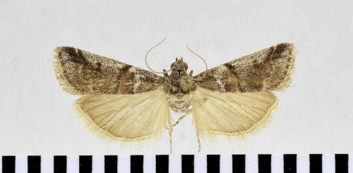 Acrobasis legatea (HAWORTH, [1811])-1.JPG