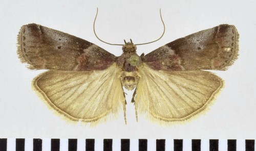 Acrobasis suavella (ZINCKEN, 1818)-1.jpg