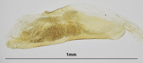 Acrobasis suavella (ZINCKEN, 1818) (1)-1.JPG