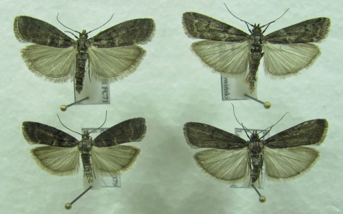 Ortholepis betulae i Matilella fusca