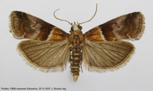 Acrobasis repandana.jpg