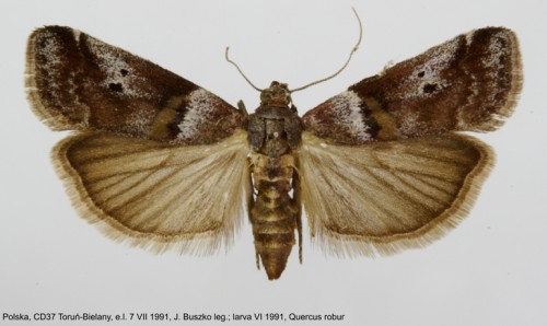 Acrobasis sodalella 1.jpg