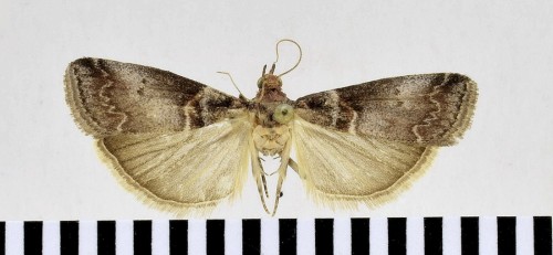 Acrobasis advenella (ZINCKEN, 1818)-1.JPG