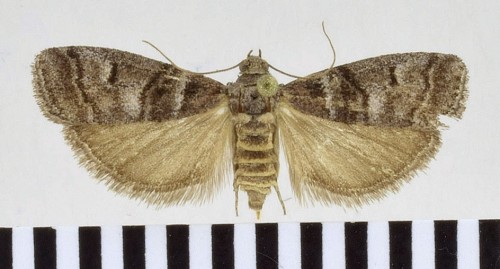 Acrobasis obtusella (HÜBNER, 1796).JPG