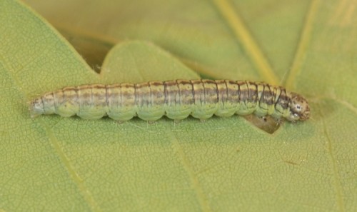 Acrobasis tumidana.JPG