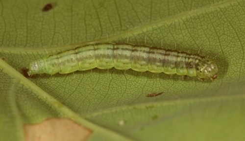 Acrobasis repandana.JPG