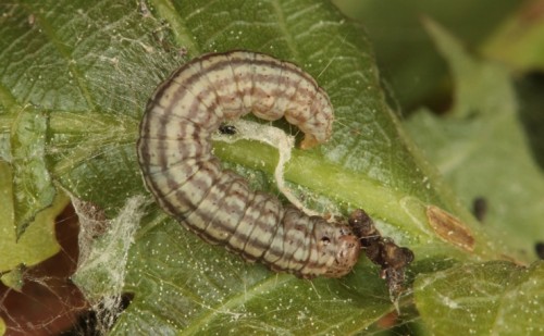 Acrobasis consociella.JPG