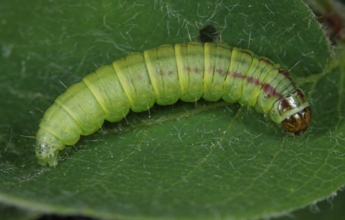 Acrobasis advenella.JPG