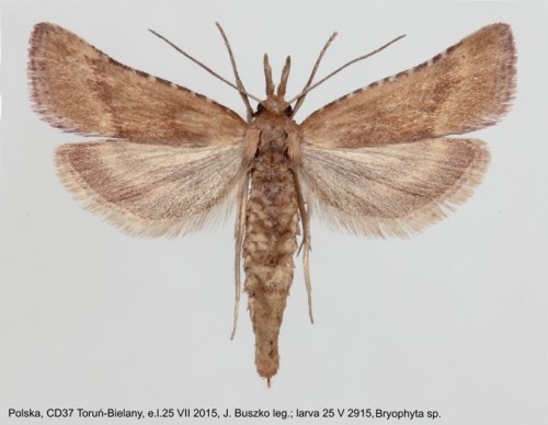 Synaphe punctalis imago.jpg