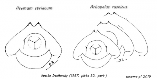 asemum arhopalus urogomphi.png